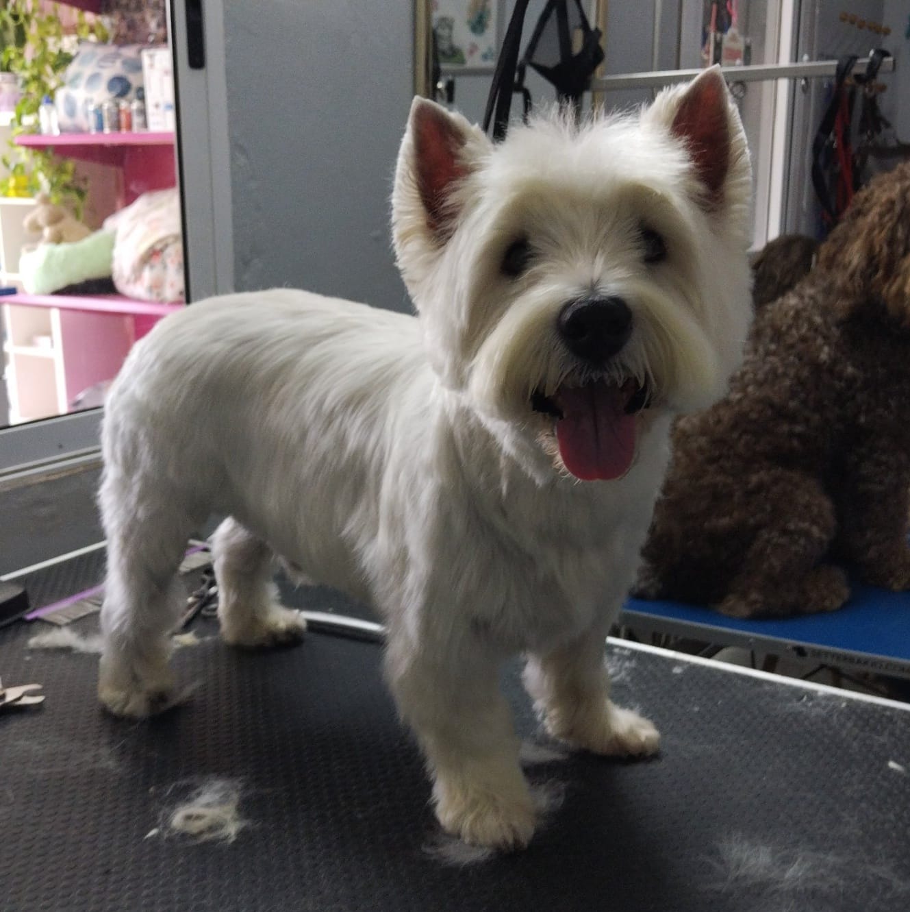 Resultado de corte y arreglo en schnauzer
